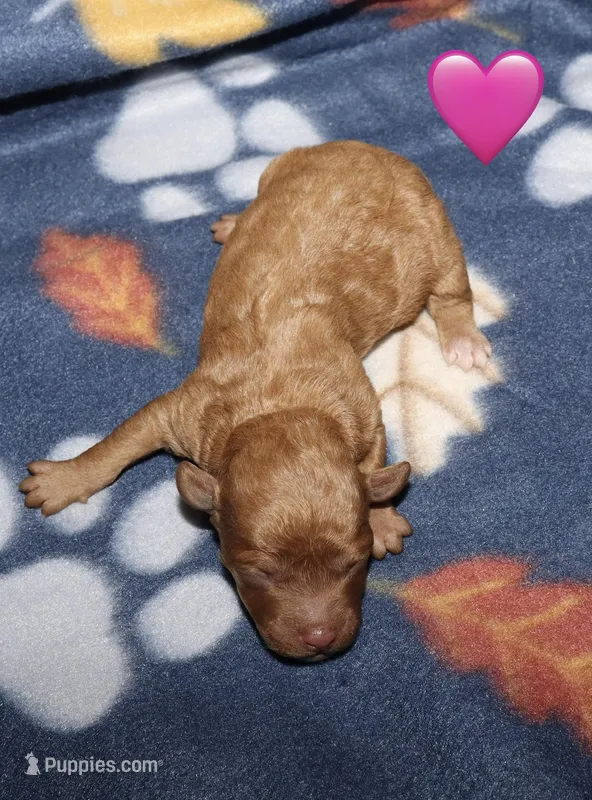 Summer’s Red F – Poodle - Toy  puppy for sale in Lovely, KY