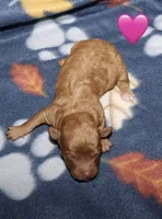 Summer’s Red F, a female Poodle - Toy  for sale in Lovely, KY – Photo 1 of 9