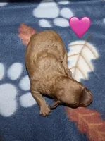 Summer’s Red F, a female Poodle - Toy  for sale in Lovely, KY – Photo 3 of 9