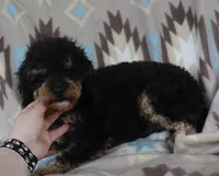 Summer’s , a  Poodle - Toy  for sale in Lovely, KY – Photo 3 of 4