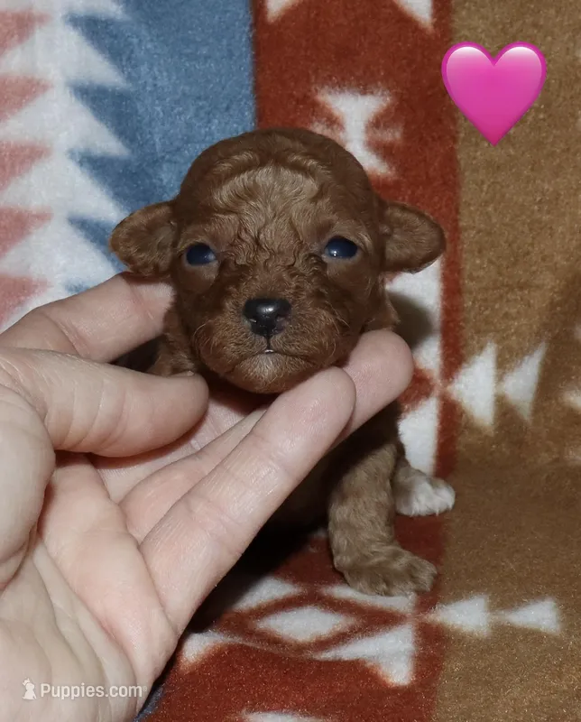 Summer’s Red F – Poodle - Toy  puppy for sale in Lovely, KY
