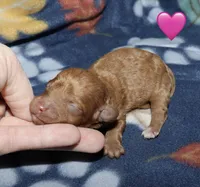 Summer’s Red F, a female Poodle - Toy  for sale in Lovely, KY – Photo 2 of 9