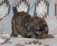 Harlee’s black Merle M, a male Poodle - Miniature  for sale in Lovely, KY – 2 of 10