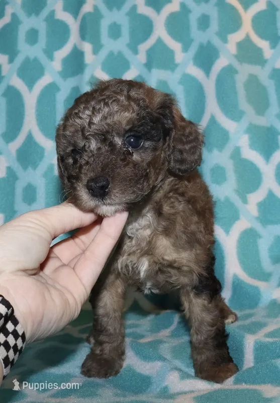 Harlee’s brown Merle M – Poodle - Miniature  puppy for sale in Lovely, KY