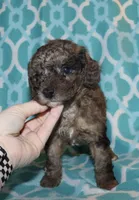 Harlee’s brown Merle M, a male Poodle - Miniature  for sale in Lovely, KY – 5 of 9