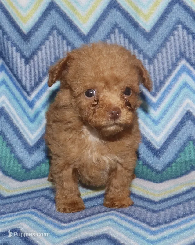 Double T Summer’s Apricot M – Poodle - Toy  puppy for sale in Lovely, KY