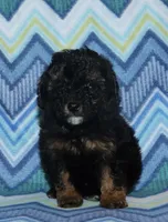 Harlee’s Phantom M, a male Poodle - Miniature  for sale in Lovely, KY – 4 of 10