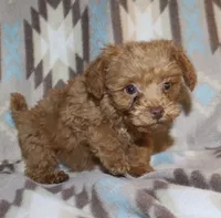 Double T Summer’s Apricot M, a male Poodle - Toy  for sale in Lovely, KY – 6 of 9
