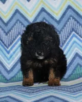Harlee’s Phantom M, a male Poodle - Miniature  for sale in Lovely, KY – 8 of 10