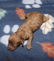 Summer’s Red F2, a female Poodle - Toy  for sale in Lovely, KY – Photo 3 of 6