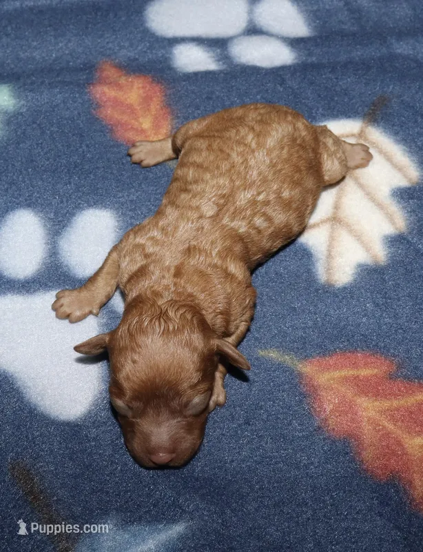 Summer’s Red F2 – Poodle - Toy  puppy for sale in Lovely, KY