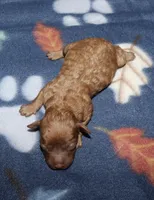 Summer’s Red F2, a female Poodle - Toy  for sale in Lovely, KY – Photo 1 of 6