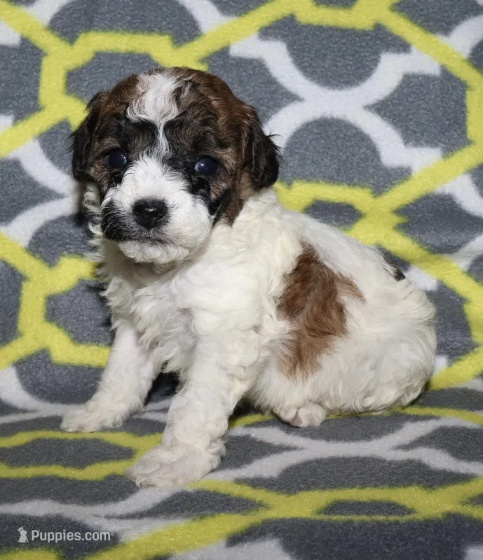 Harlee’s Br&W M – Poodle - Miniature  puppy for sale in Lovely, KY