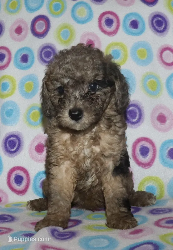 Harlee’s brown Merle M – Poodle - Miniature  puppy for sale in Lovely, KY