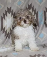Harlee’s Br merle parti F, a female Poodle - Miniature  for sale in Lovely, KY – 8 of 10