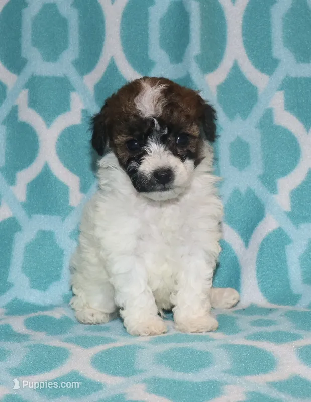 Harlee’s Br&W M – Poodle - Miniature  puppy for sale in Lovely, KY