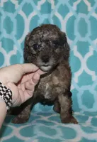 Harlee’s brown Merle M, a male Poodle - Miniature  for sale in Lovely, KY – 2 of 9
