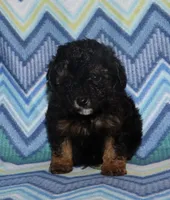 Harlee’s Phantom M, a male Poodle - Miniature  for sale in Lovely, KY – 2 of 10