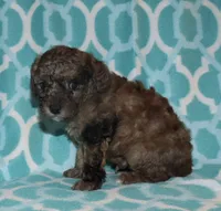Harlee’s brown Merle M, a male Poodle - Miniature  for sale in Lovely, KY – 6 of 9