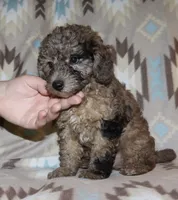Harlee’s black Merle M, a male Poodle - Miniature  for sale in Lovely, KY – 6 of 10