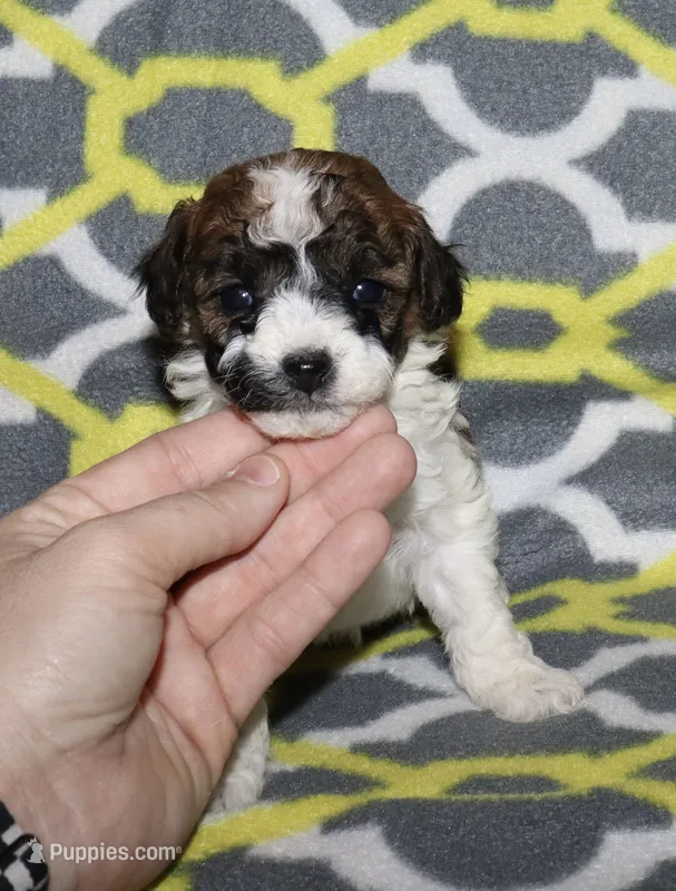 Harlee’s Br&W M – Poodle - Miniature  puppy for sale in Lovely, KY