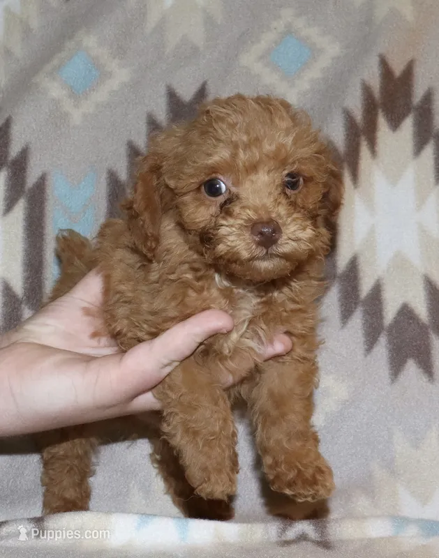 Double T Summer’s Apricot M – Poodle - Toy  puppy for sale in Lovely, KY
