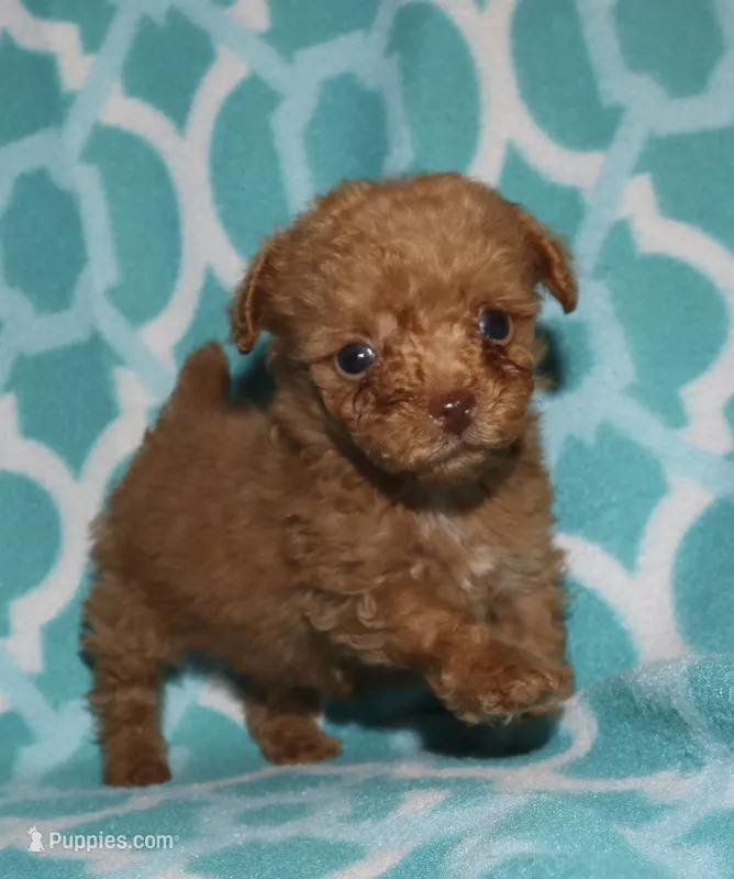 Double T Summer’s Apricot M – Poodle - Toy  puppy for sale in Lovely, KY