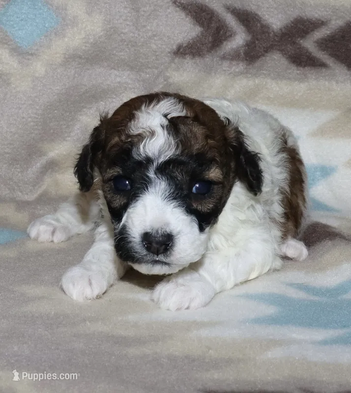 Harlee’s Br&W M – Poodle - Miniature  puppy for sale in Lovely, KY
