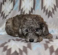 Harlee’s black Merle M, a male Poodle - Miniature  for sale in Lovely, KY – 3 of 10