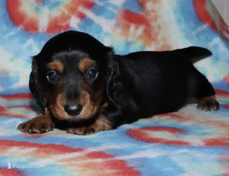 Flossy’s Male – Miniature Dachshund puppy for sale in Lovely, KY