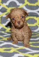 Double T Summer’s Apricot M, a male Poodle - Toy  for sale in Lovely, KY – 5 of 9
