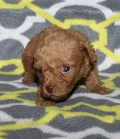 Double T Summer’s Apricot M, a male Poodle - Toy  for sale in Lovely, KY – 3 of 9