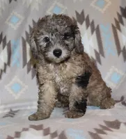 Harlee’s black Merle M, a male Poodle - Miniature  for sale in Lovely, KY – 5 of 10