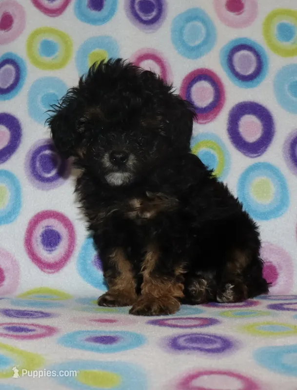 Harlee’s Phantom M – Poodle - Miniature  puppy for sale in Lovely, KY