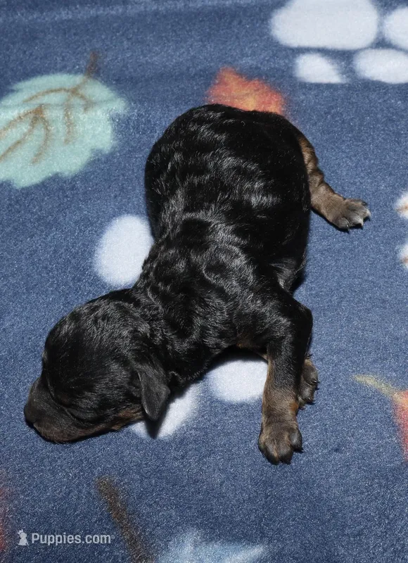 Summer’s Phantom F – Poodle - Toy  puppy for sale in Lovely, KY