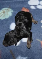 Summer’s Phantom F, a female Poodle - Toy  for sale in Lovely, KY – Photo 1 of 7