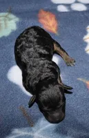 Summer’s Phantom F, a female Poodle - Toy  for sale in Lovely, KY – Photo 2 of 7