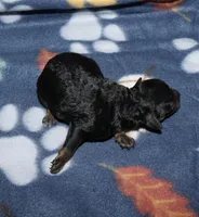 Summer’s Phantom F, a female Poodle - Toy  for sale in Lovely, KY – Photo 3 of 7