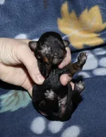 Summer’s Phantom F, a female Poodle - Toy  for sale in Lovely, KY – Photo 4 of 7