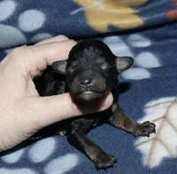 Summer’s Phantom F, a female Poodle - Toy  for sale in Lovely, KY – Photo 5 of 7