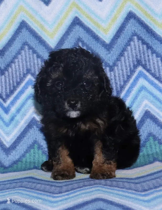 Harlee’s Phantom M – Poodle - Miniature  puppy for sale in Lovely, KY