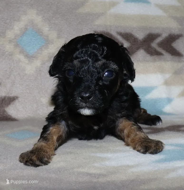 Harlee’s Phantom M – Poodle - Miniature  puppy for sale in Lovely, KY