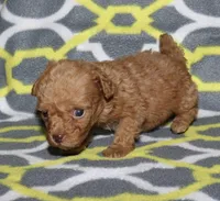 Double T Summer’s Apricot M, a male Poodle - Toy  for sale in Lovely, KY – 6 of 9
