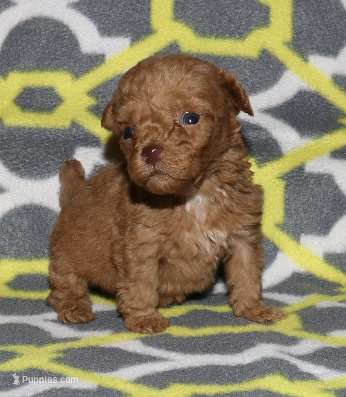 Double T Summer’s Apricot M – Poodle - Toy  puppy for sale in Lovely, KY