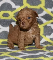 Double T Summer’s Apricot M, a male Poodle - Toy  for sale in Lovely, KY – 4 of 9