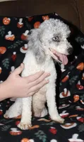 Harlee’s, a  Poodle - Miniature  for sale in Lovely, KY – Photo 2 of 6