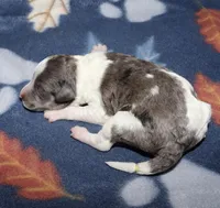 Harlee’s Bk merle parti F, a female Poodle - Miniature  for sale in Lovely, KY – Photo 5 of 5