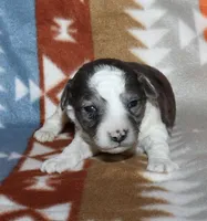 Hartlee Bk merle parti F, a female Poodle - Miniature  for sale in Lovely, KY – 4 of 7