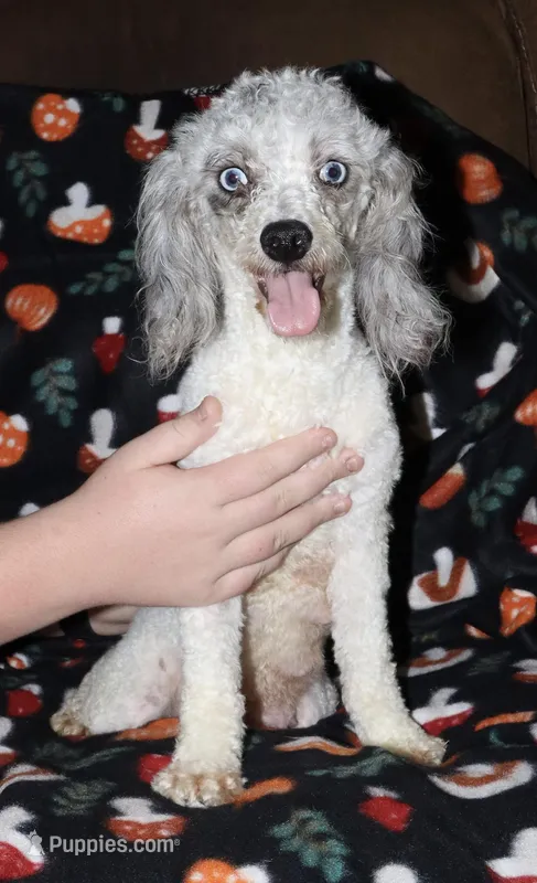 Harlee’s, a  Poodle - Miniature  for sale in Lovely, KY – Photo 1 of 6