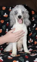 Harlee’s, a  Poodle - Miniature  for sale in Lovely, KY – Photo 1 of 6